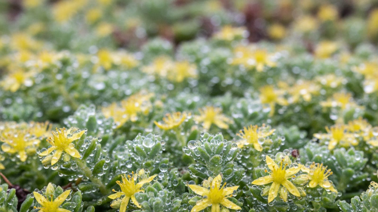 Sedum-Blüten und fleischige Blätter nach Regen, mit klaren Wassertropfen – das Gründach speichert kurzfristig 50–70 % des Niederschlags.